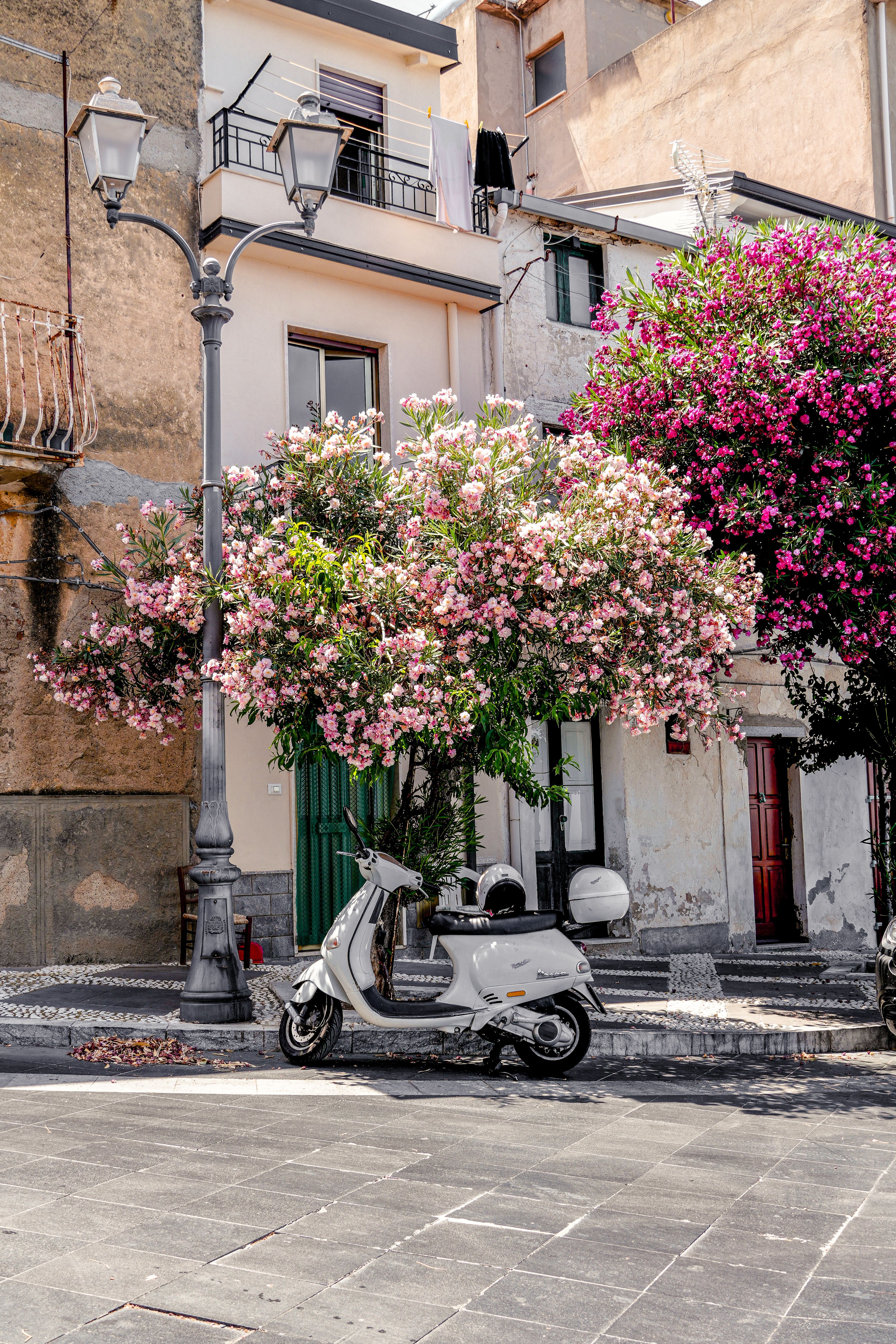Charming Italian Street with Vespa and Blooming Trees · Free Stock Photo