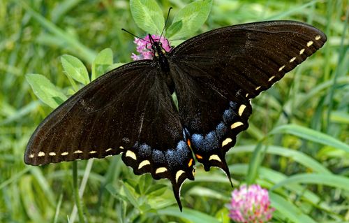 Free Close-up of a Black Swallowtail Butterfly perched on a vibrant pink flower in a natural setting. Stock Photo
