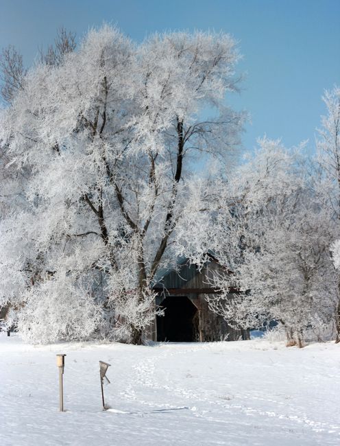 Beautiful winter scene with snow-covered trees and wooden structure under a clear blue sky.