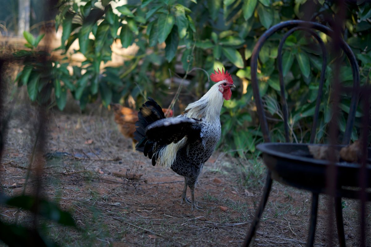Coq argenté et noir à crête rouge dans un jardin ombragé, une poule rousse à l'arrière-plan