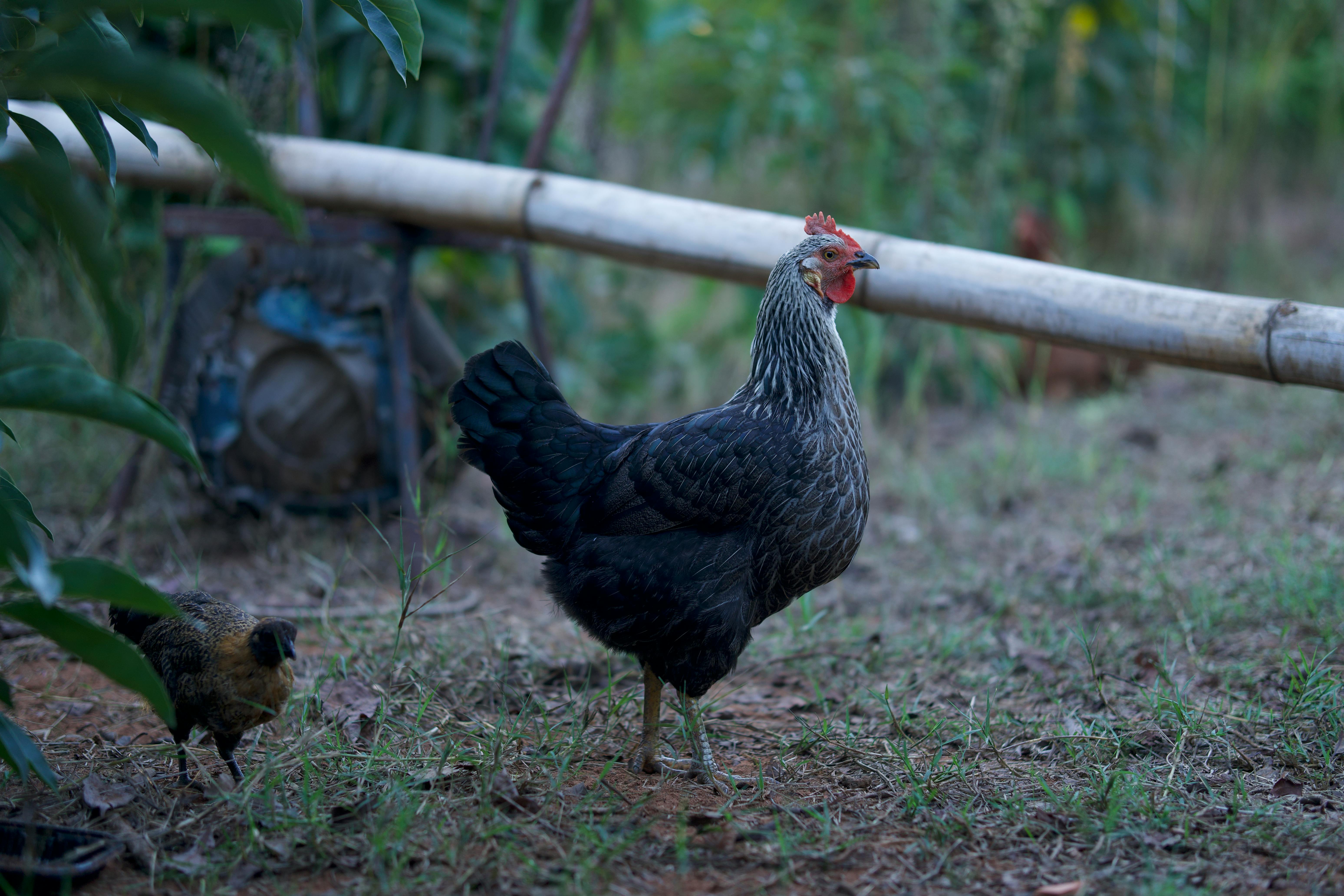 AI Powered Sustainability Tools: Revolutionizing Environmental Efforts