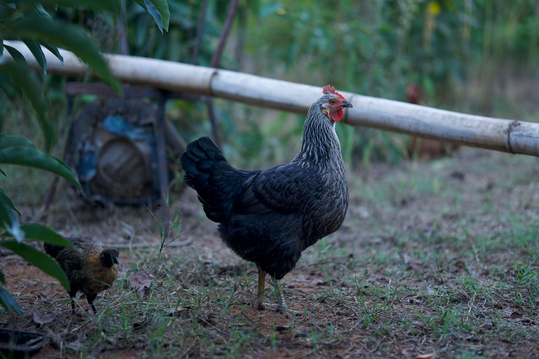 A Thai backyard poultry keeper inspecting separated rooster pens at dawn, calm rural setting