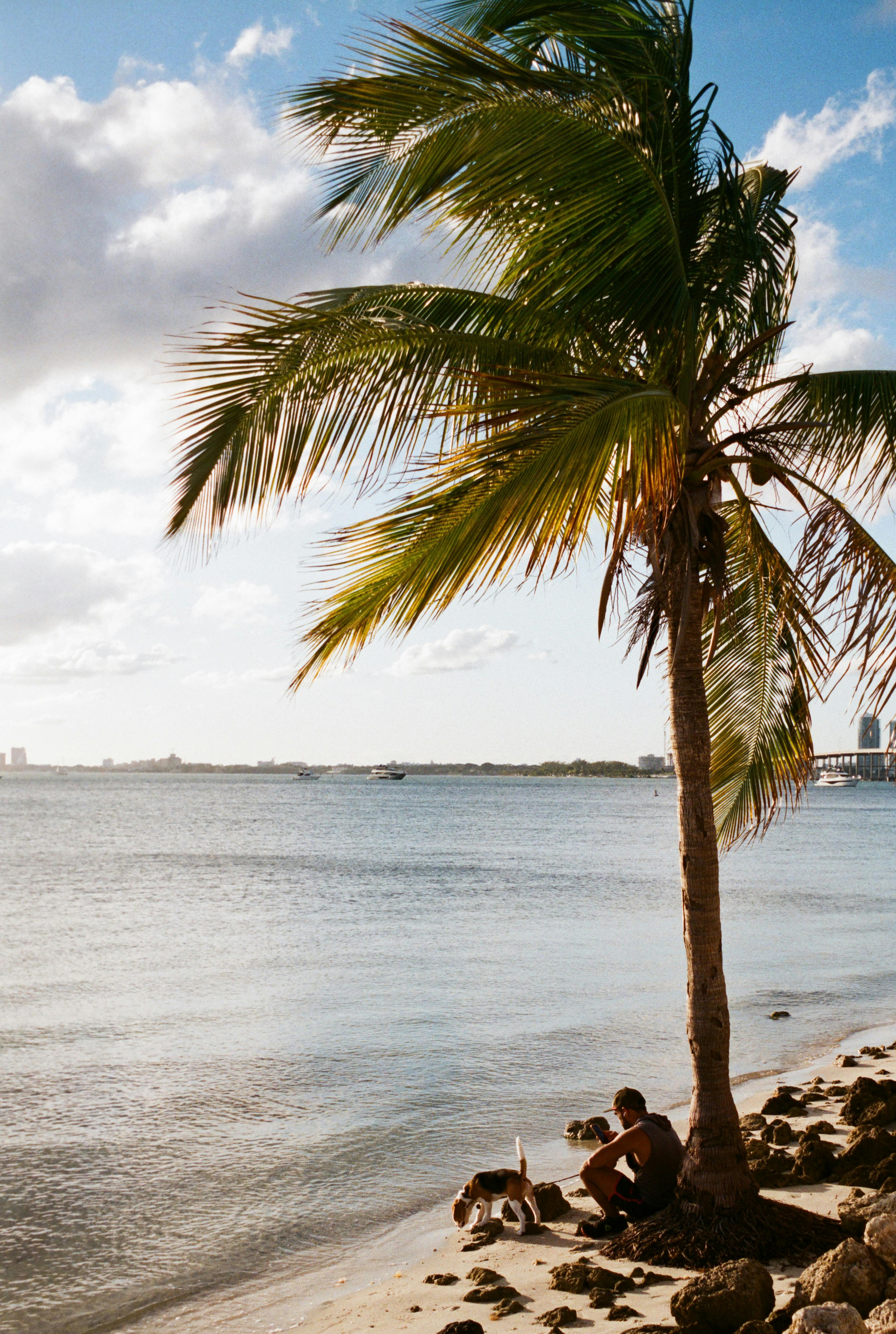 Person playing with a dog at the water's edge on a serene tropical beach at sunset