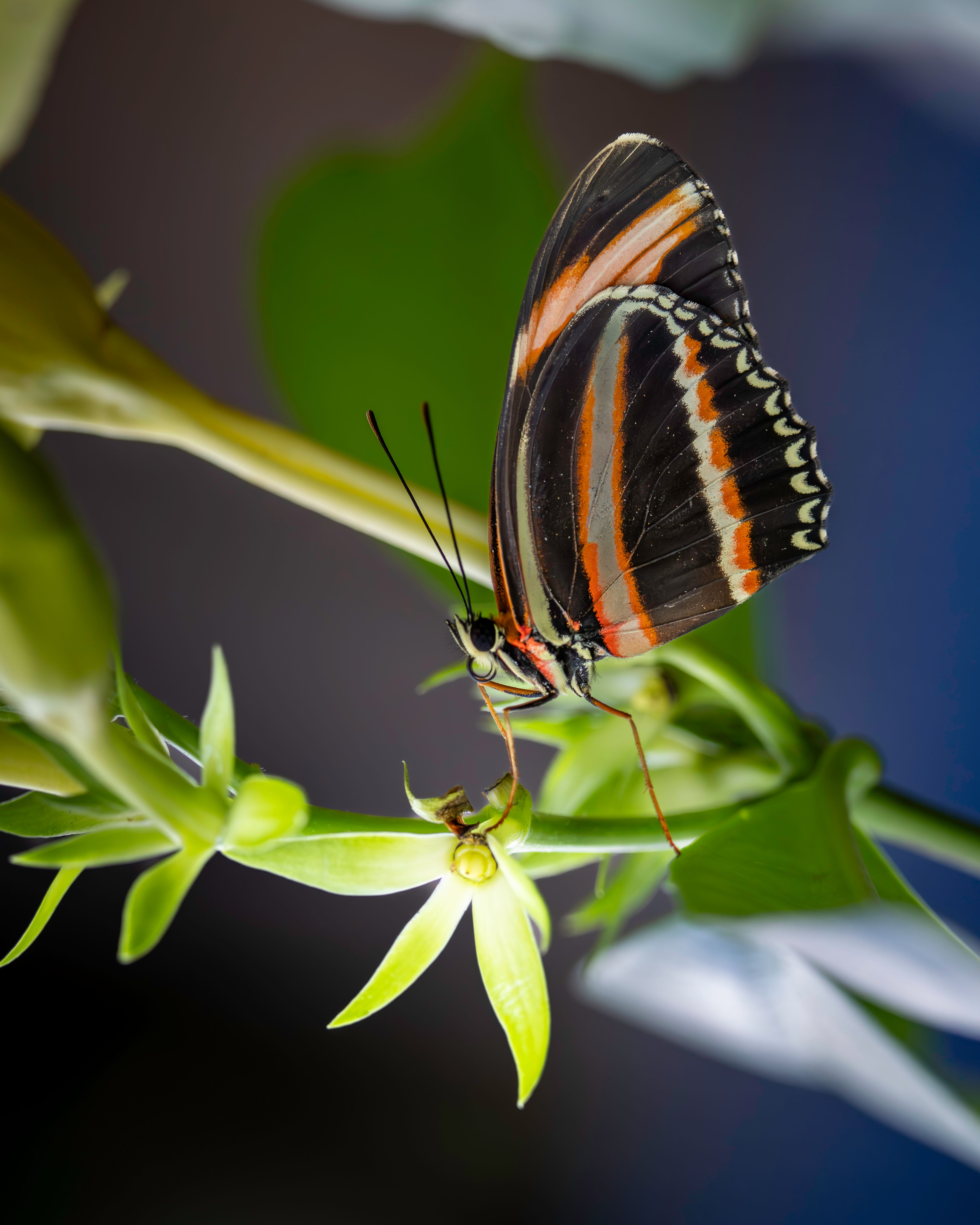 A tiger longwing perched on a leaf, standing in for the model-organism promise and its limits.