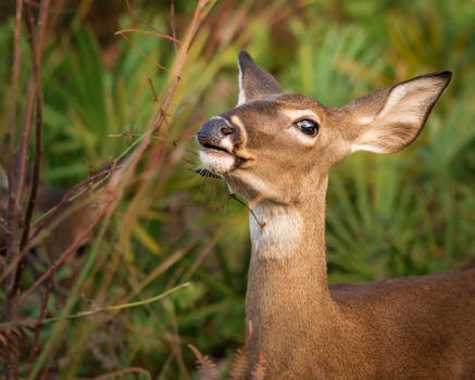 A detailed portrait of a white-tailed deer browsing in a lush green environment.