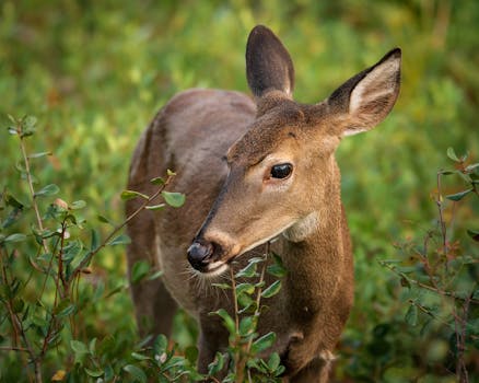 A white-tailed deer stands amidst lush greenery, captured in natural daylight.