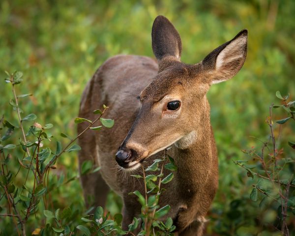 Ryan DeVries — Whitetail Deer