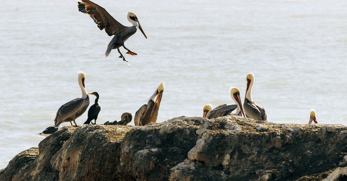 pelicans