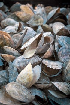 An array of oyster shells captured in soft, natural lighting on a beach.