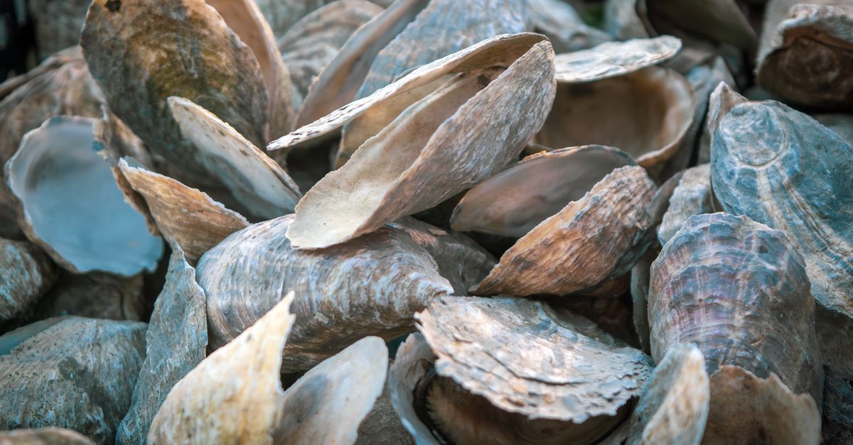 Rustic Core Shells Close-Up of Rustic Oyster Shells on Beach · Free Stock Photo
