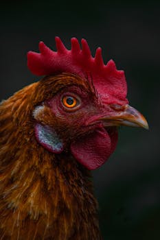 Detailed closeup of a rooster showcasing its vibrant red comb and colorful feathers, ideal for nature and animal themes.