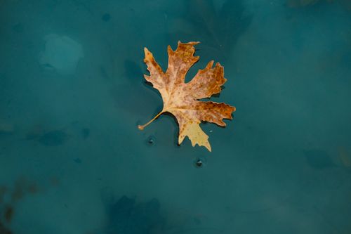 Free A single autumn leaf floating on calm blue water, symbolizing fall. Stock Photo