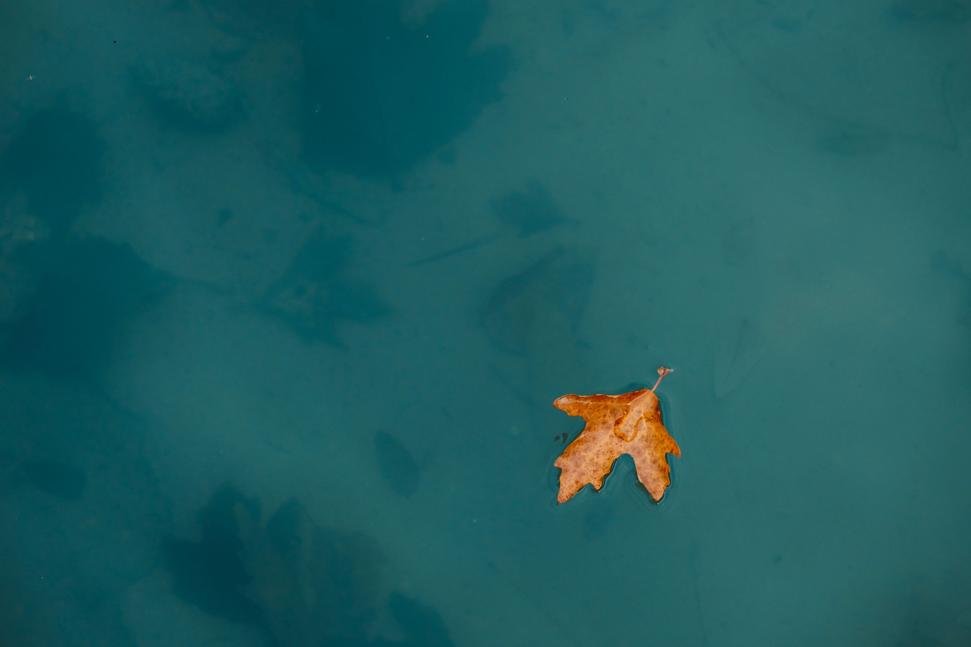 Solitary Autumn Leaf Floating on Water Surface · Free Stock Photo