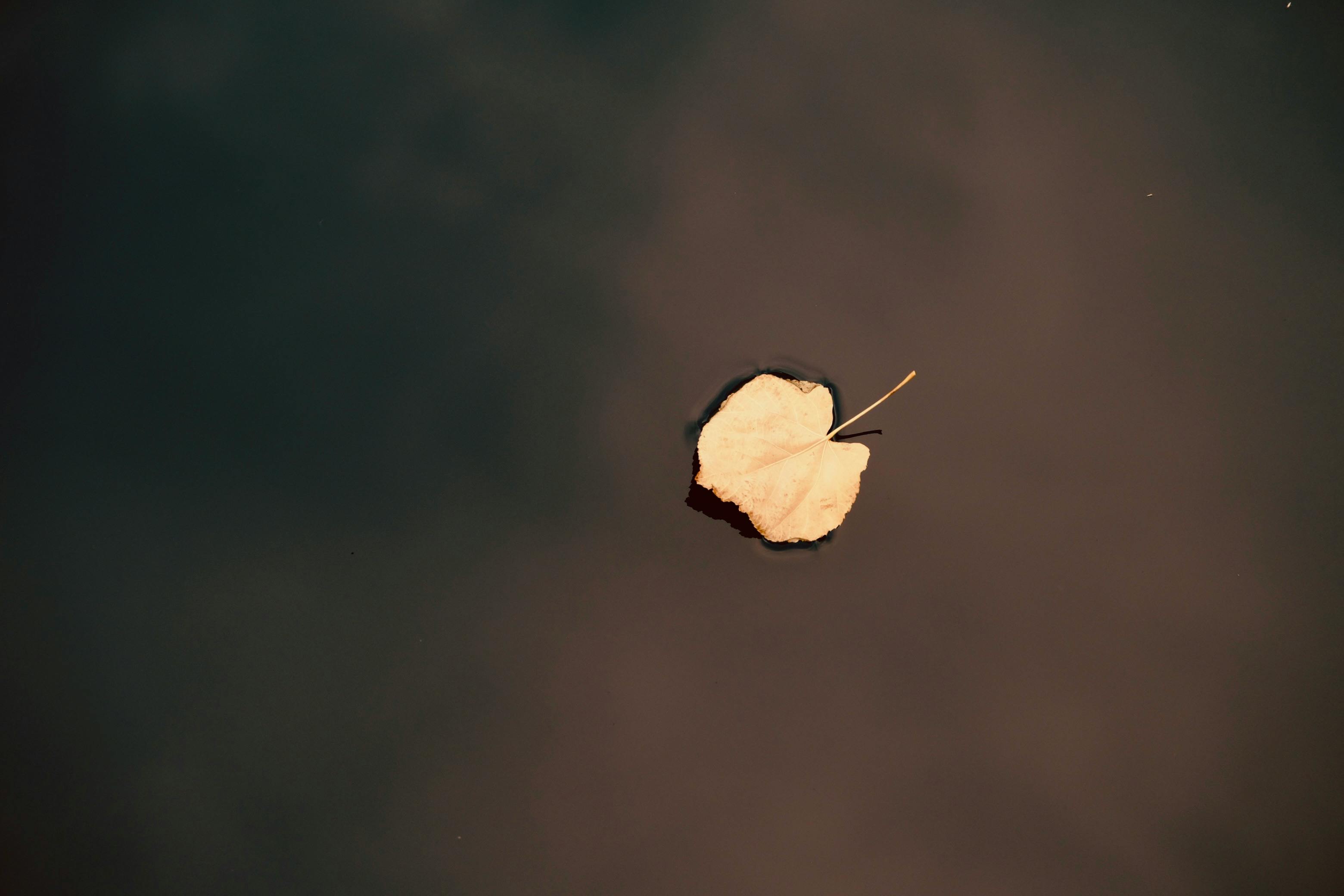 무료 가을, 갈색, 계절의 무료 스톡 사진