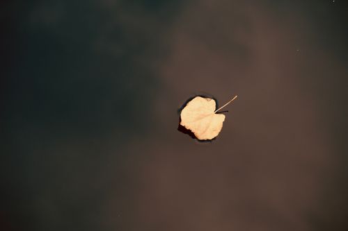 Free A single autumn leaf floats gently on dark water, evoking tranquility and solitude. Stock Photo