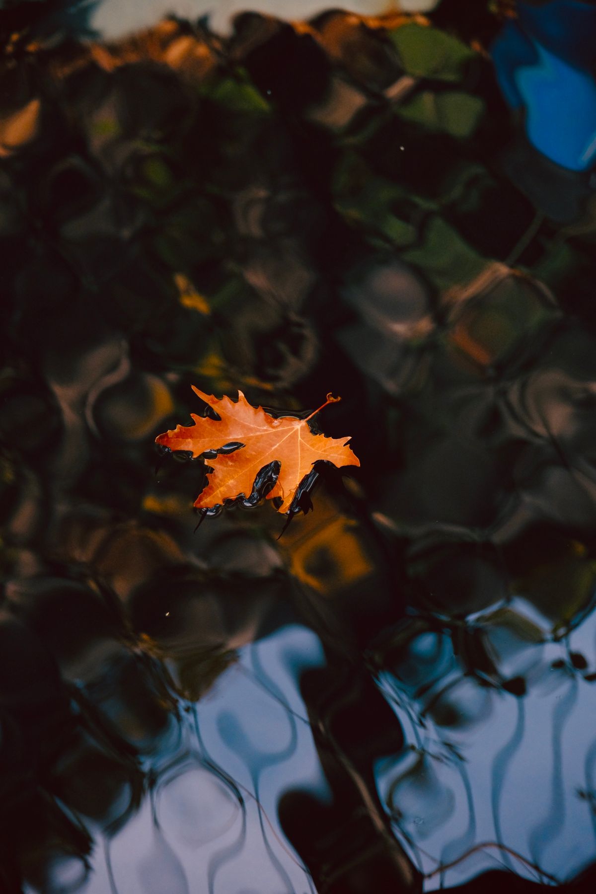 Brown Autumn Leaves on the Water · Free Stock Photo