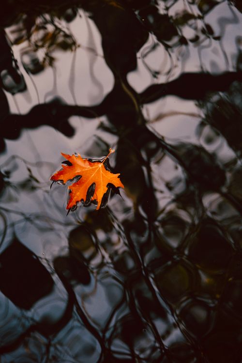 Free Captivating autumn leaf drifting on rippling water, reflecting serene natural beauty. Stock Photo