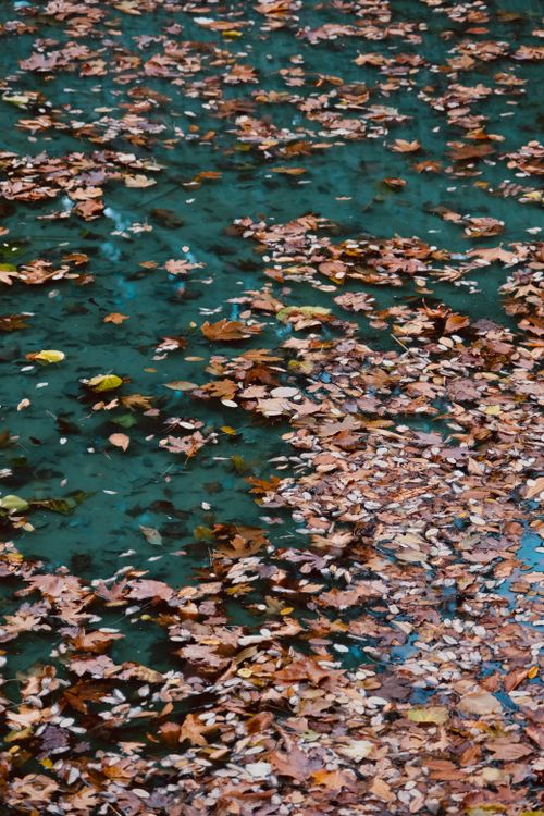 Free Serene autumn scene with fallen leaves drifting on calm, teal water. Stock Photo