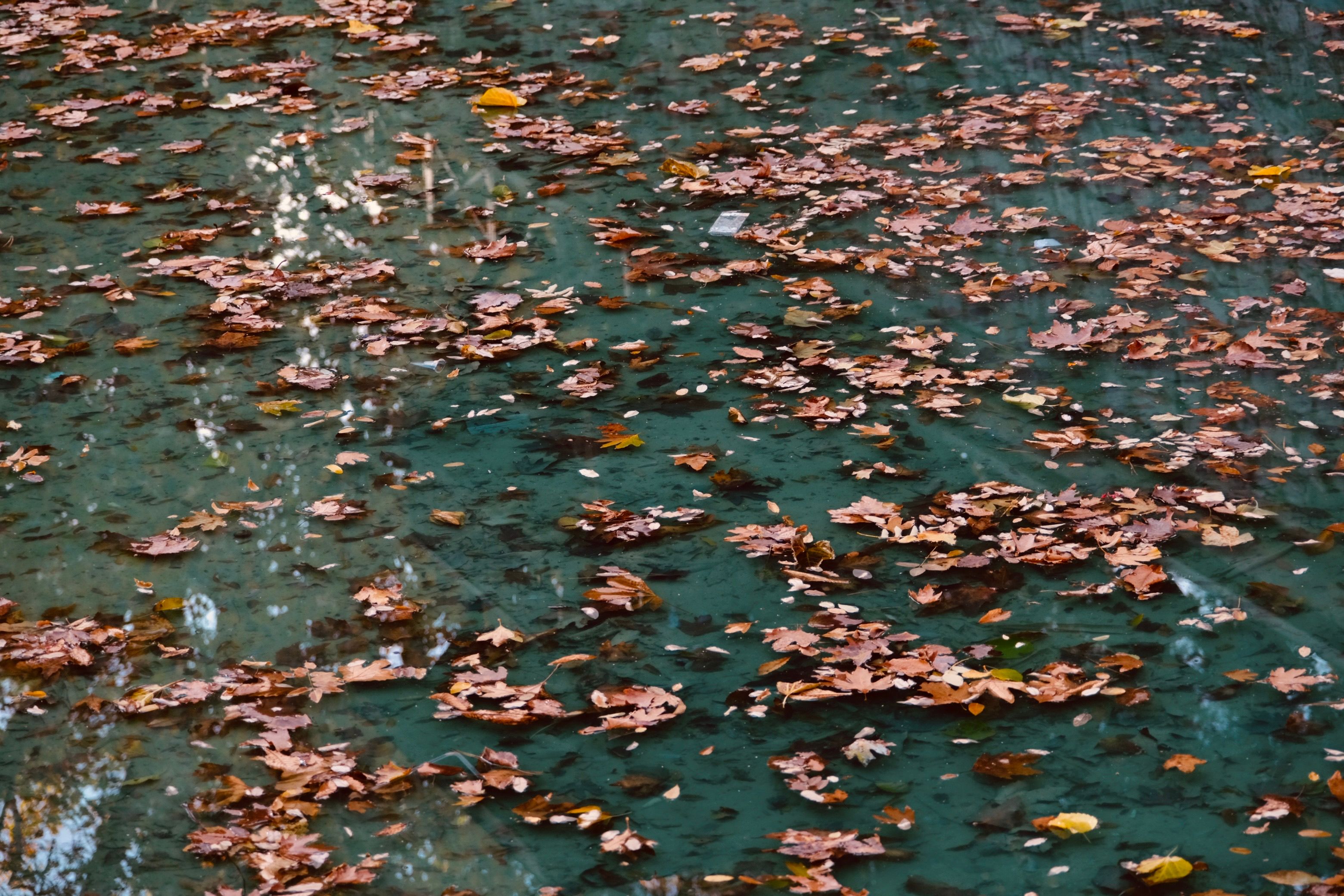 Foto: Havvanur / Pexels