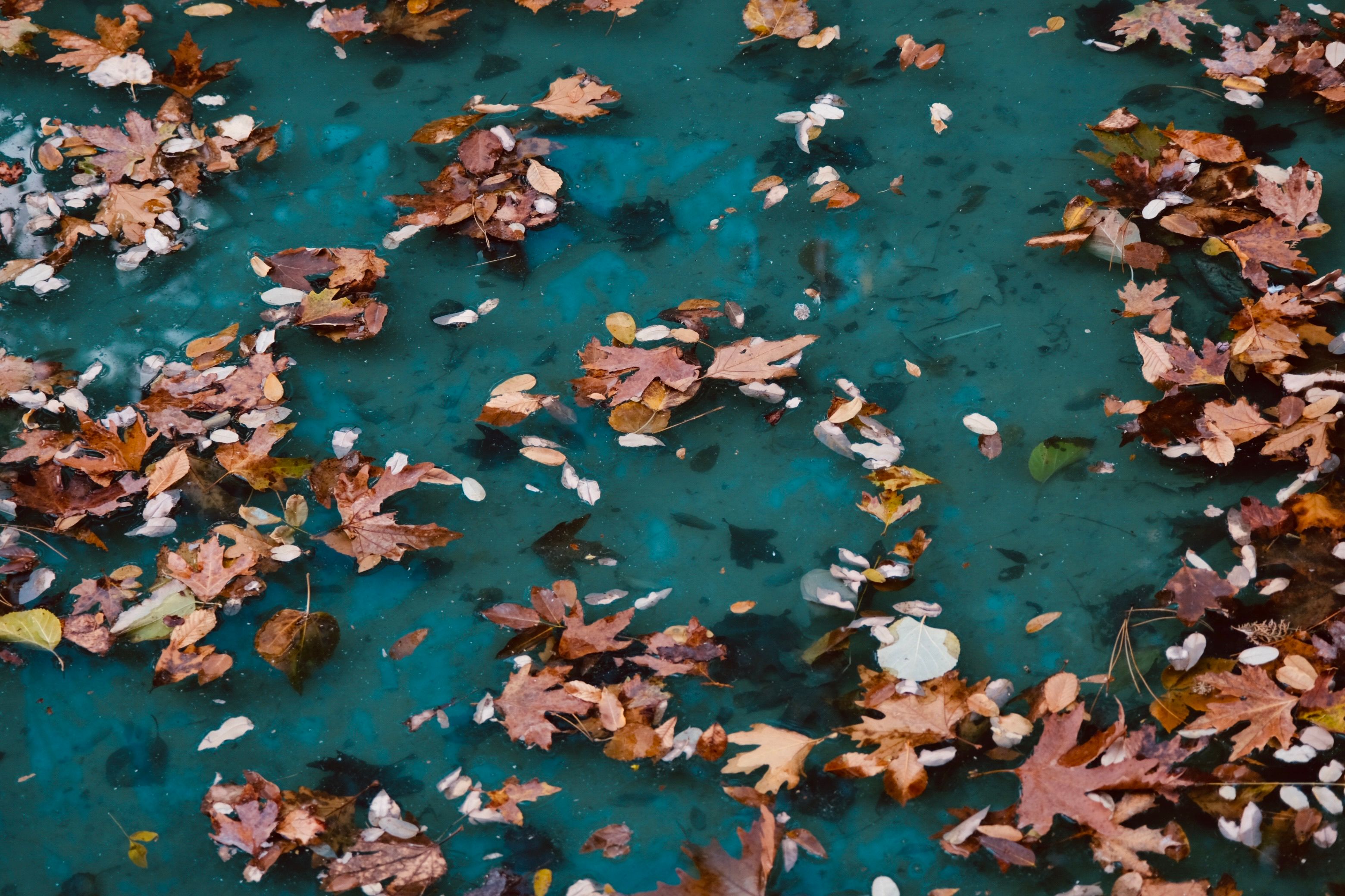 Autumn Leaves Floating on Blue Water Surface · Free Stock Photo
