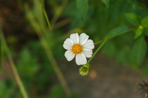 Free A delicate white wildflower with a yellow center in full bloom, surrounded by green foliage. Stock Photo