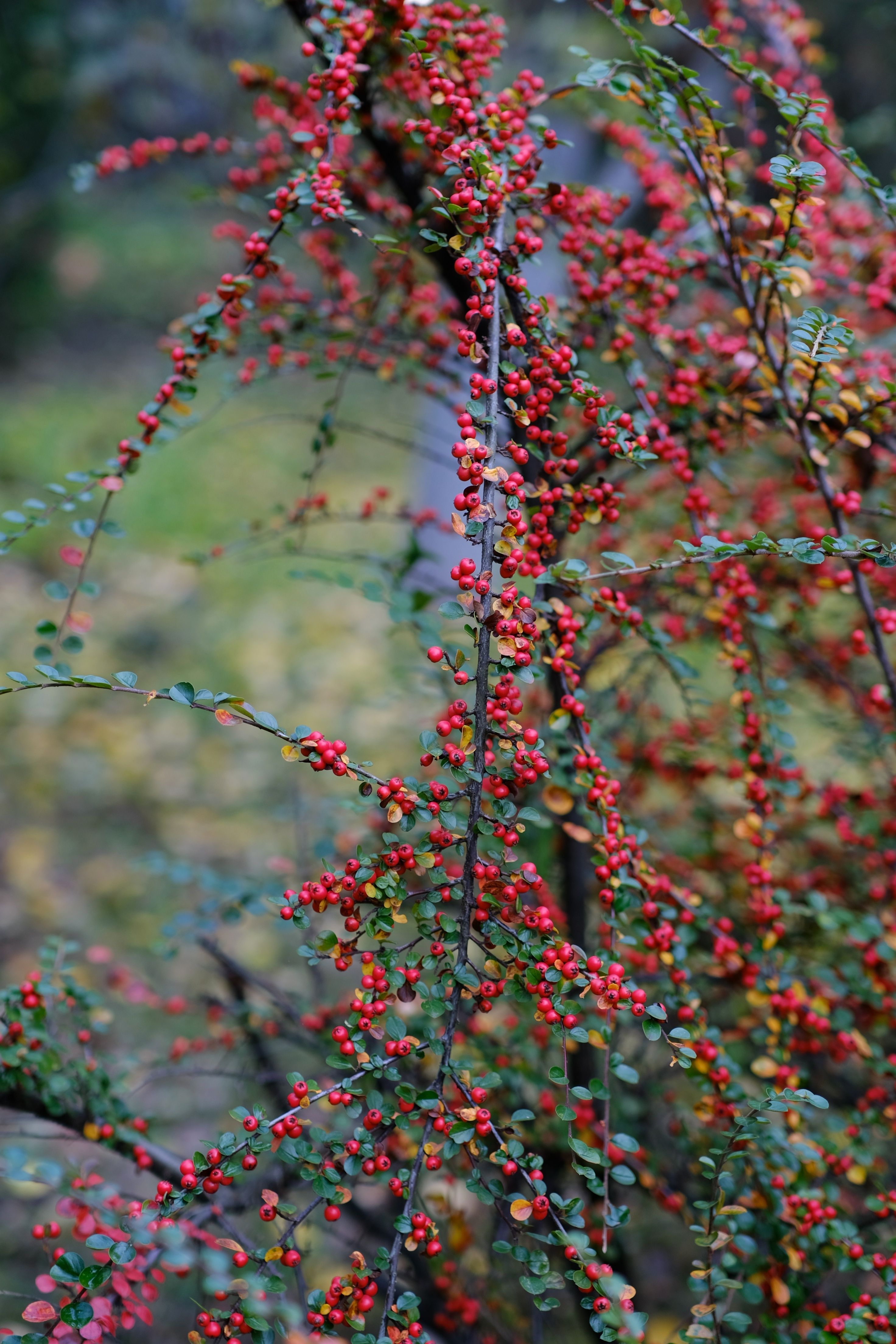 Bayas Rojas Vibrantes En Las Ramas En La Naturaleza · Foto de stock ...
