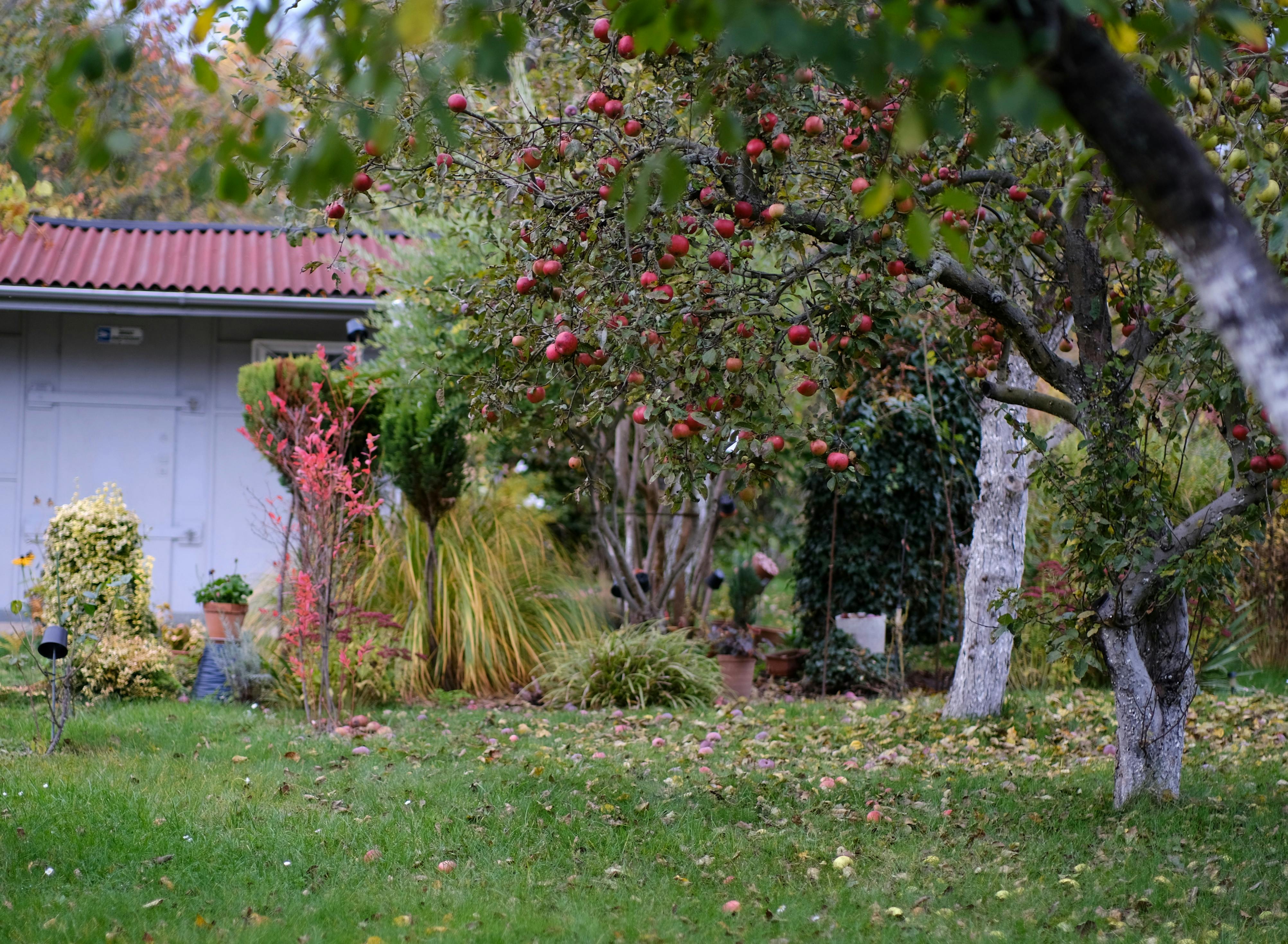 Chaos Gardening: A Laid-Back Way to Garden — Photo by Roman Biernacki on Pexels