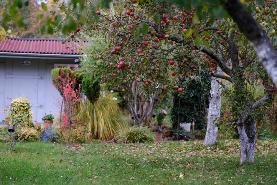 Serene fruit tree orchard in autumn after proper pruning — plum tree care Surrey BC