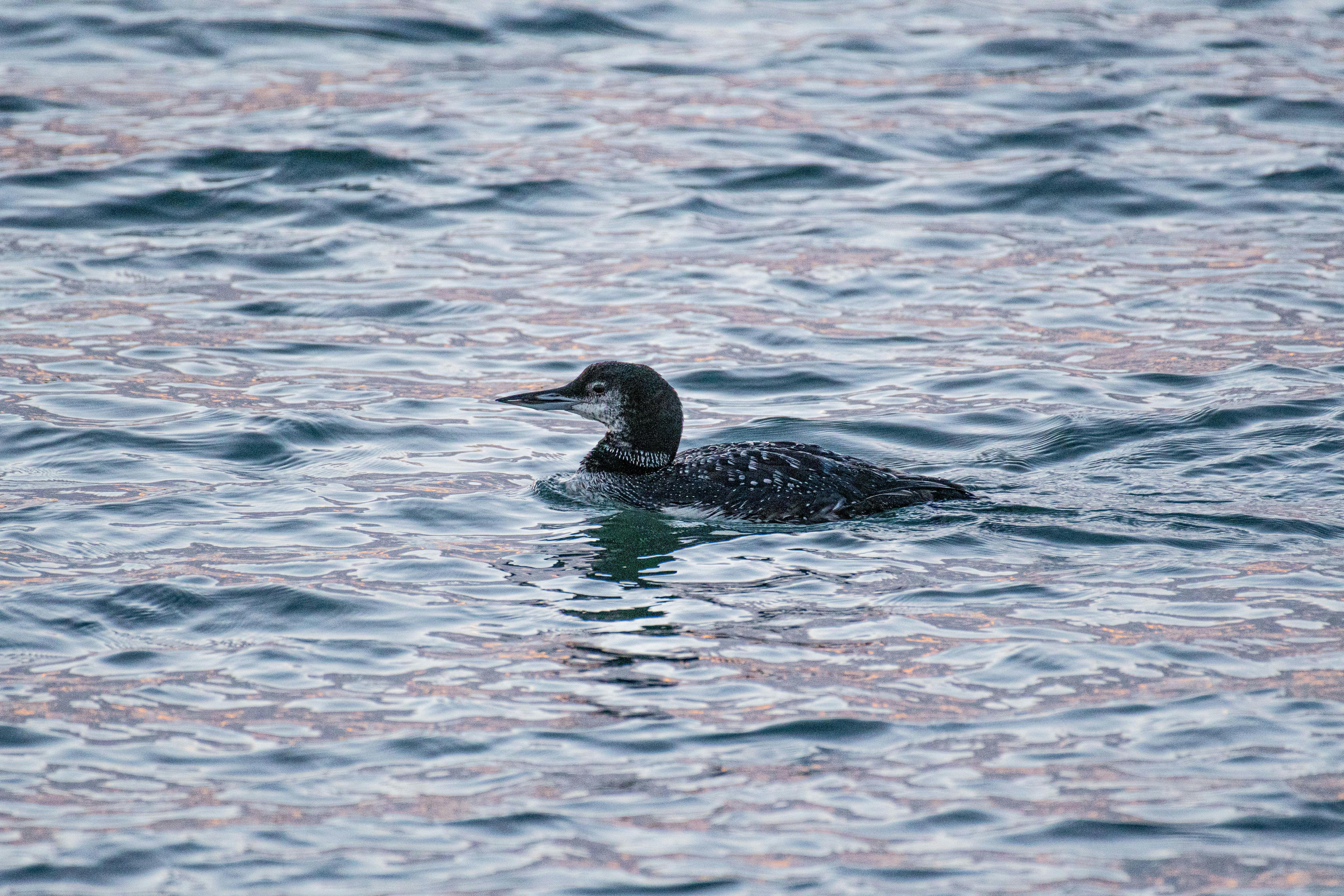 2025國際美業技能錦標賽香港盛大開幕 亞太美業跨境合作新里程碑