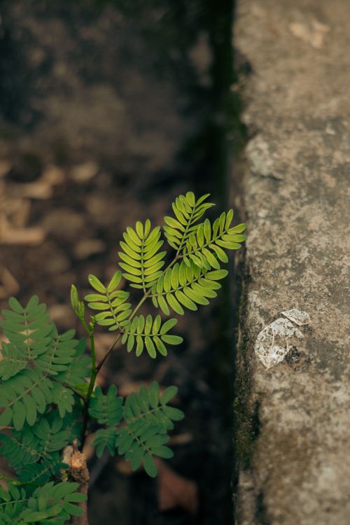 Free A detailed view of vibrant green fern leaves next to a textured stone surface, showcasing nature's resilience. Stock Photo
