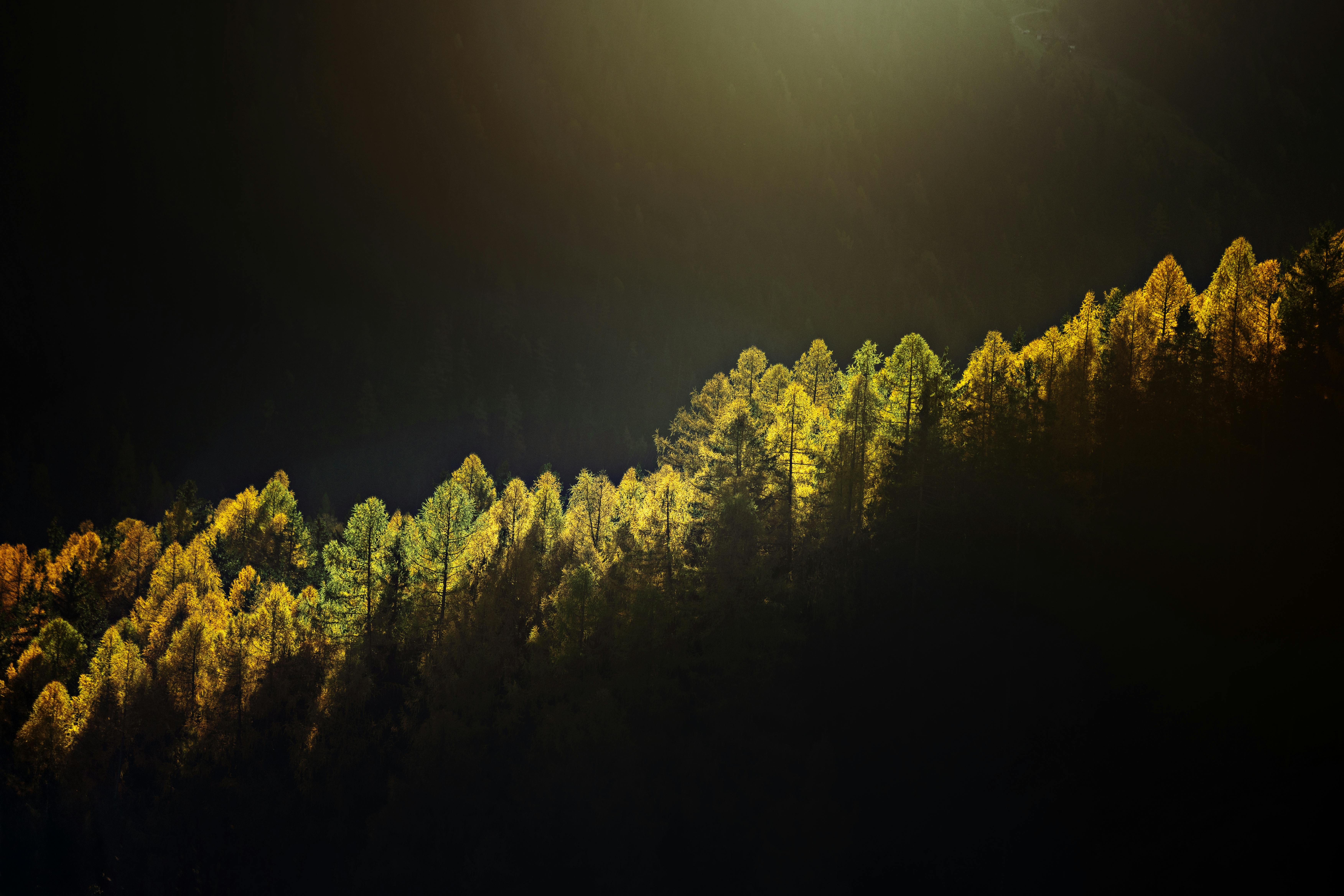 Scutia buxifolia: Planta hospedera clave para Morpho epistrophus