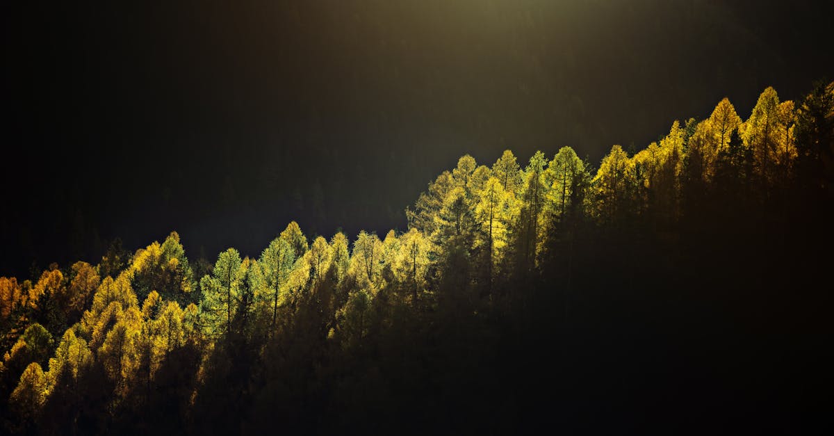 生活:「山谷燈光節」29日繽紛開幕 夢幻迎接耶誕佳節