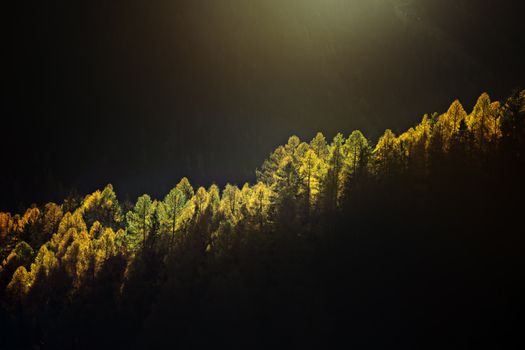 Capture of a vibrant forest canopy with sunlight highlighting autumn foliage.