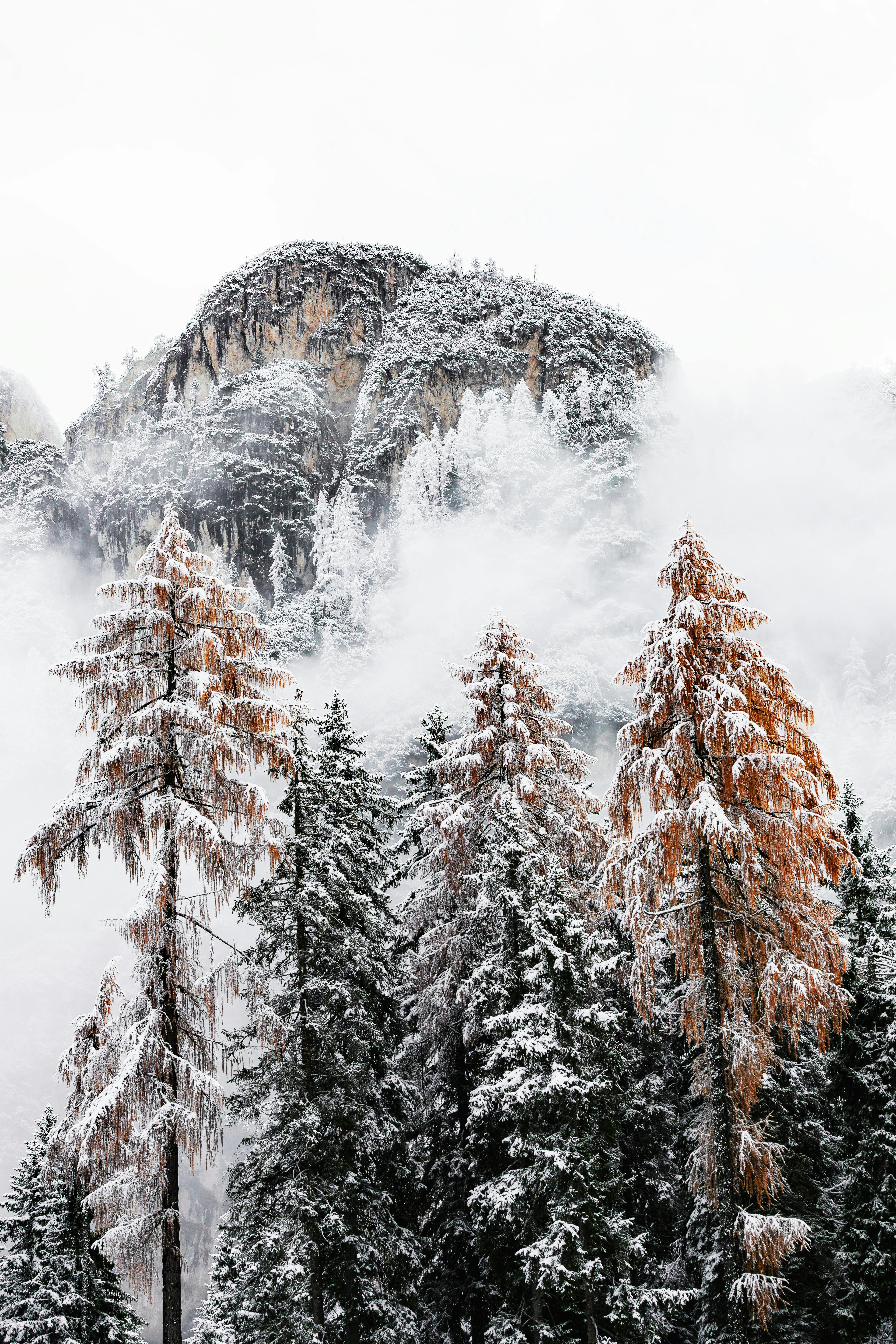 Breathtaking view of a snow-draped forest against a rocky mountain backdrop in winter.