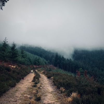 Path through a misty mountain forest — photo by Thomas on Pexels