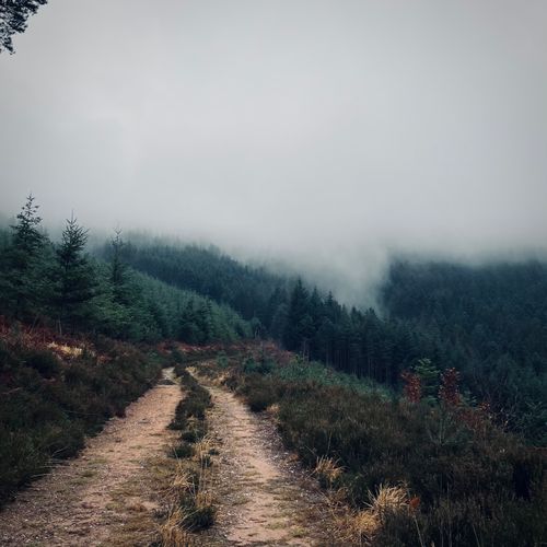 Fog settling over a forest track, by Thomas on Pexels