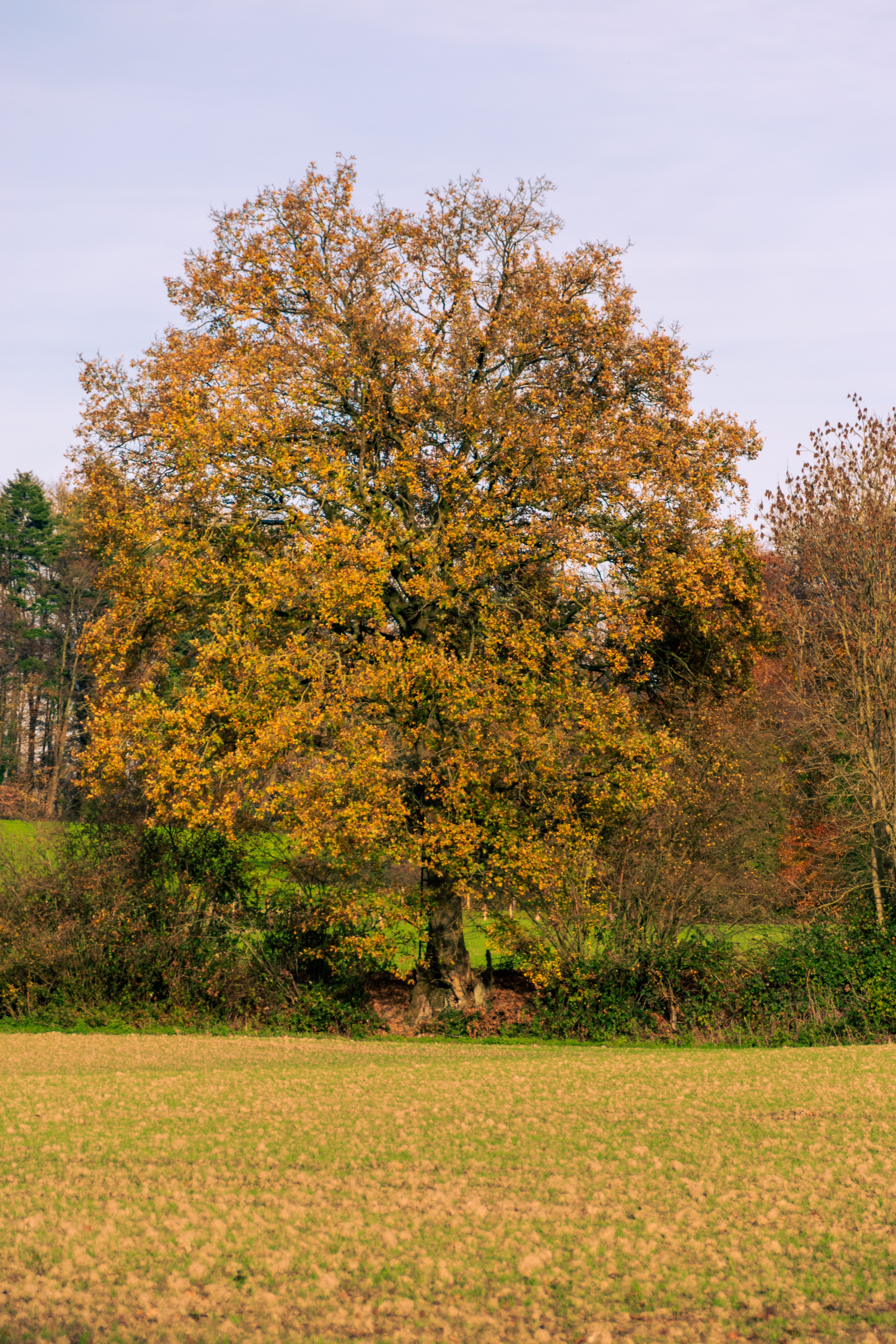 Vibrant Oak Tree in Autumn Landscape · Free Stock Photo