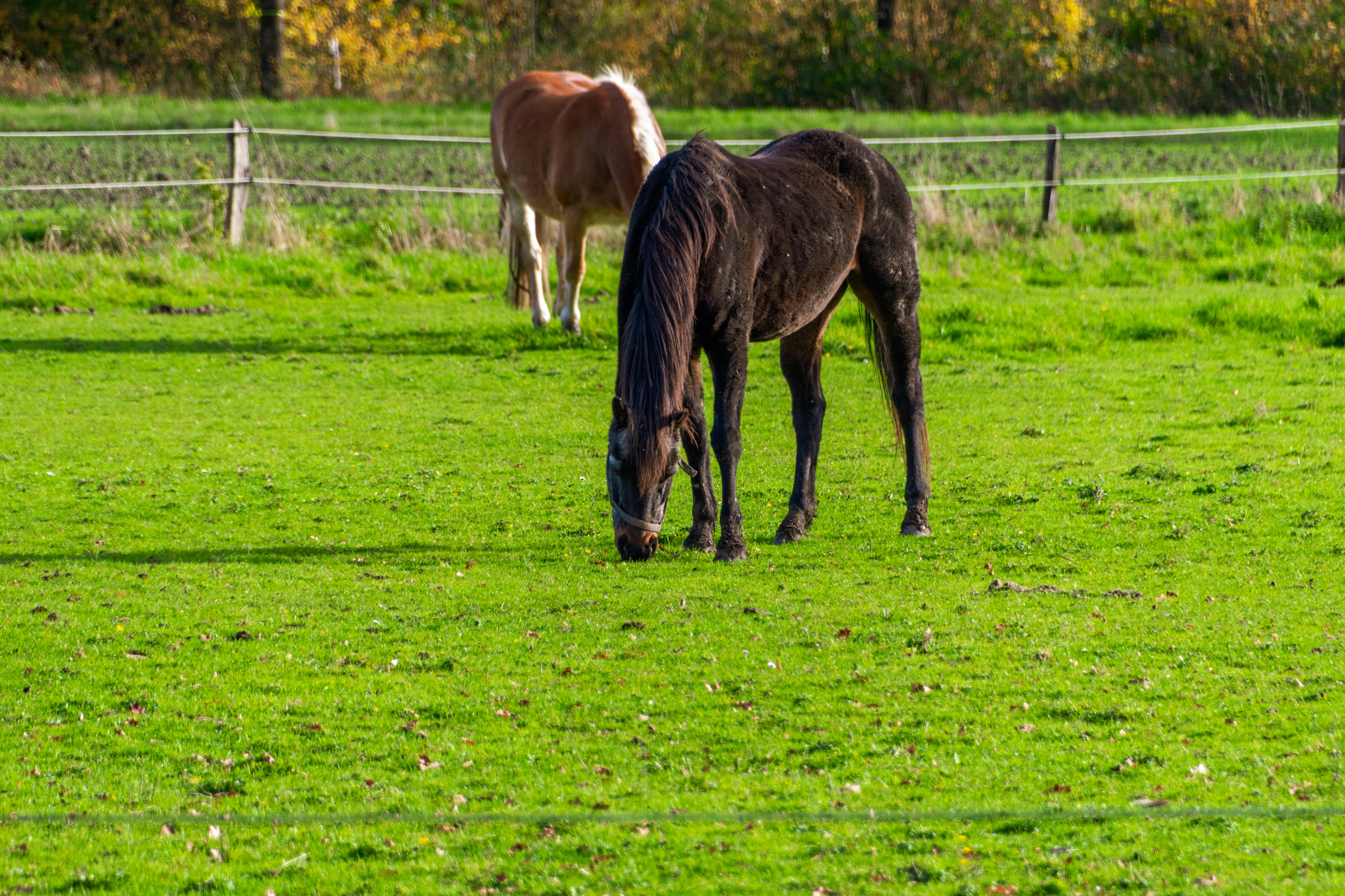 生活：最有人情味的田中馬賽事 台灣米倉熱鬧開跑