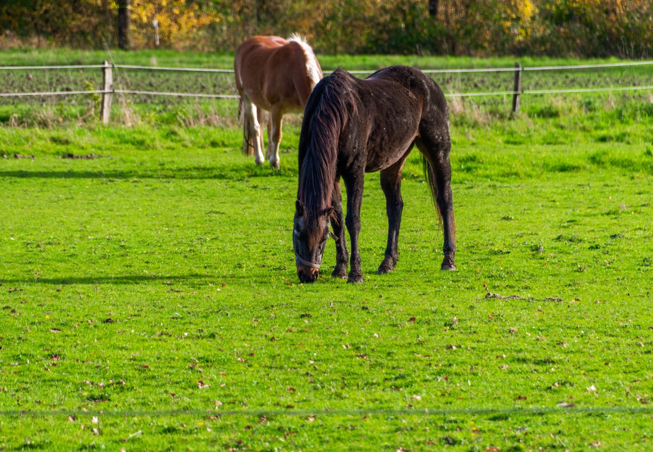 Horse Turnout