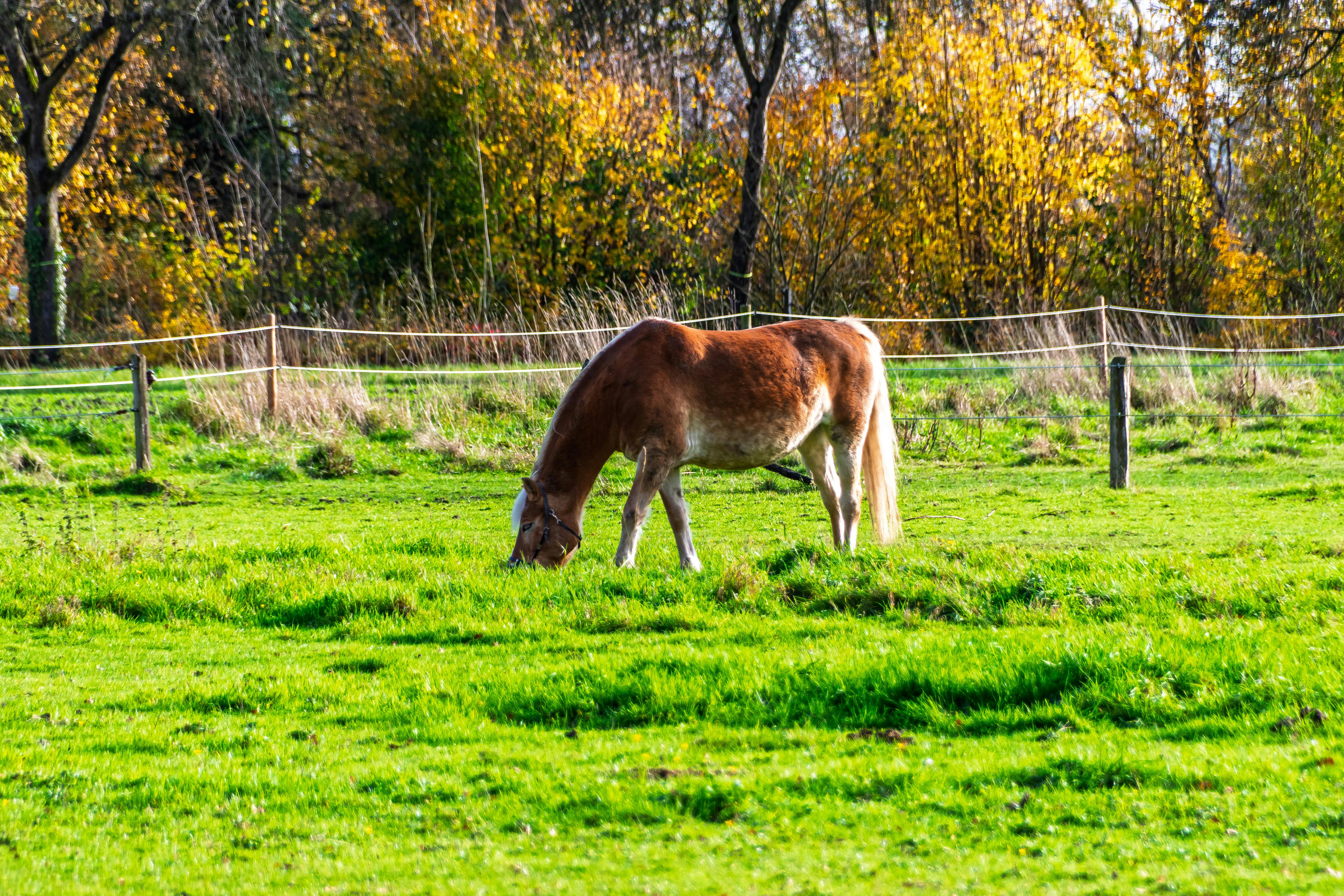 生活：最有人情味的田中馬賽事 台灣米倉熱鬧開跑
