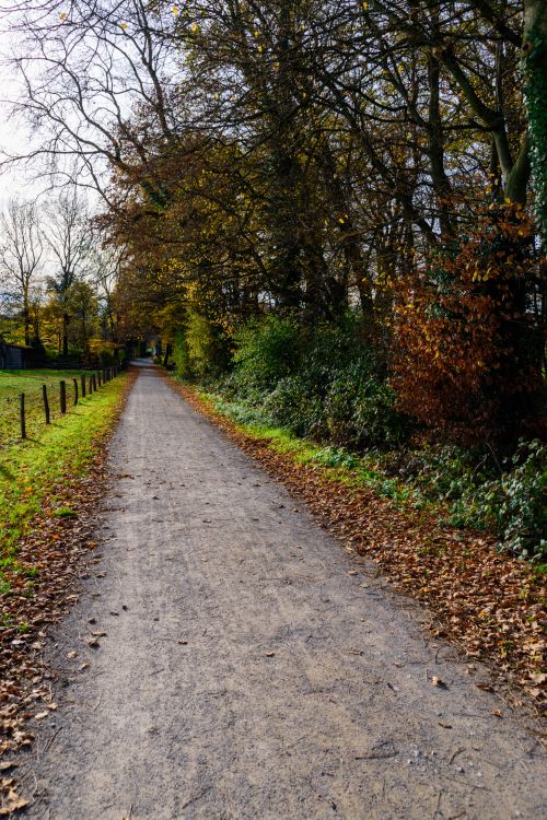 Free Tranquil dirt path surrounded by autumn trees, perfect for a fall walk. Stock Photo