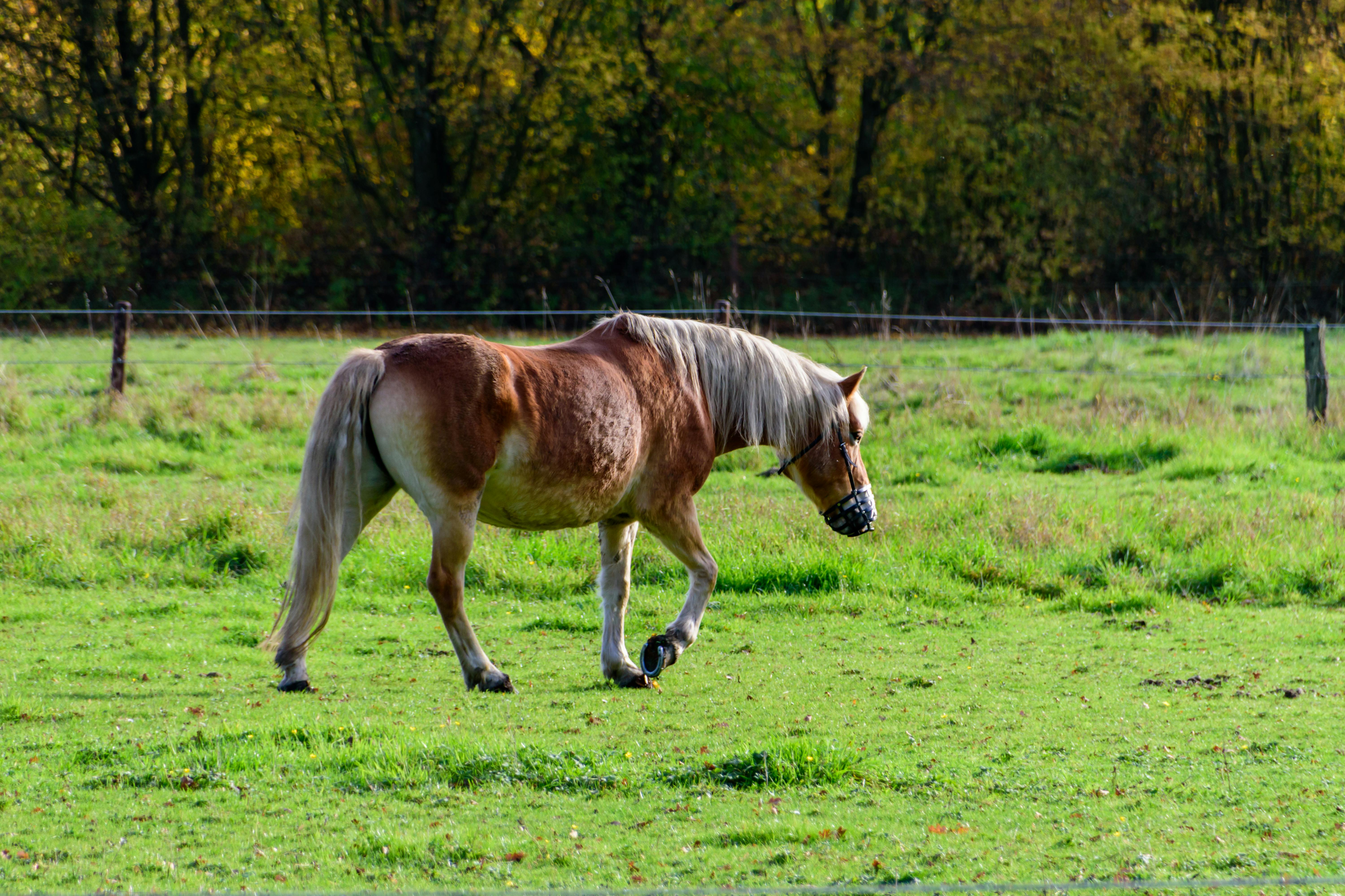 生活：最有人情味的田中馬賽事 台灣米倉熱鬧開跑