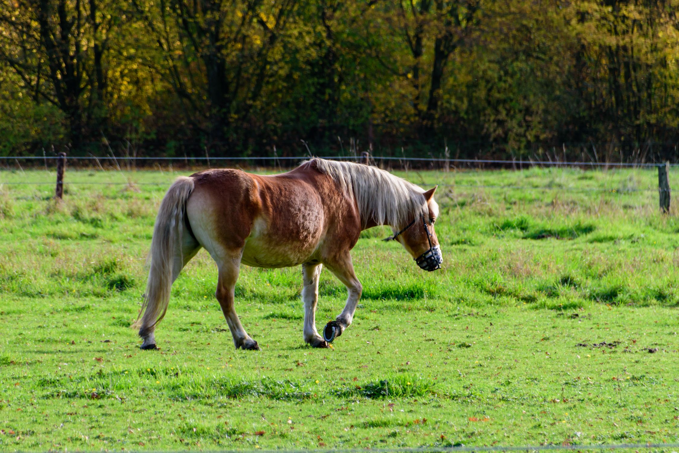 Beautiful Horse Grazing in a Sunlit Pasture · Free Stock Photo