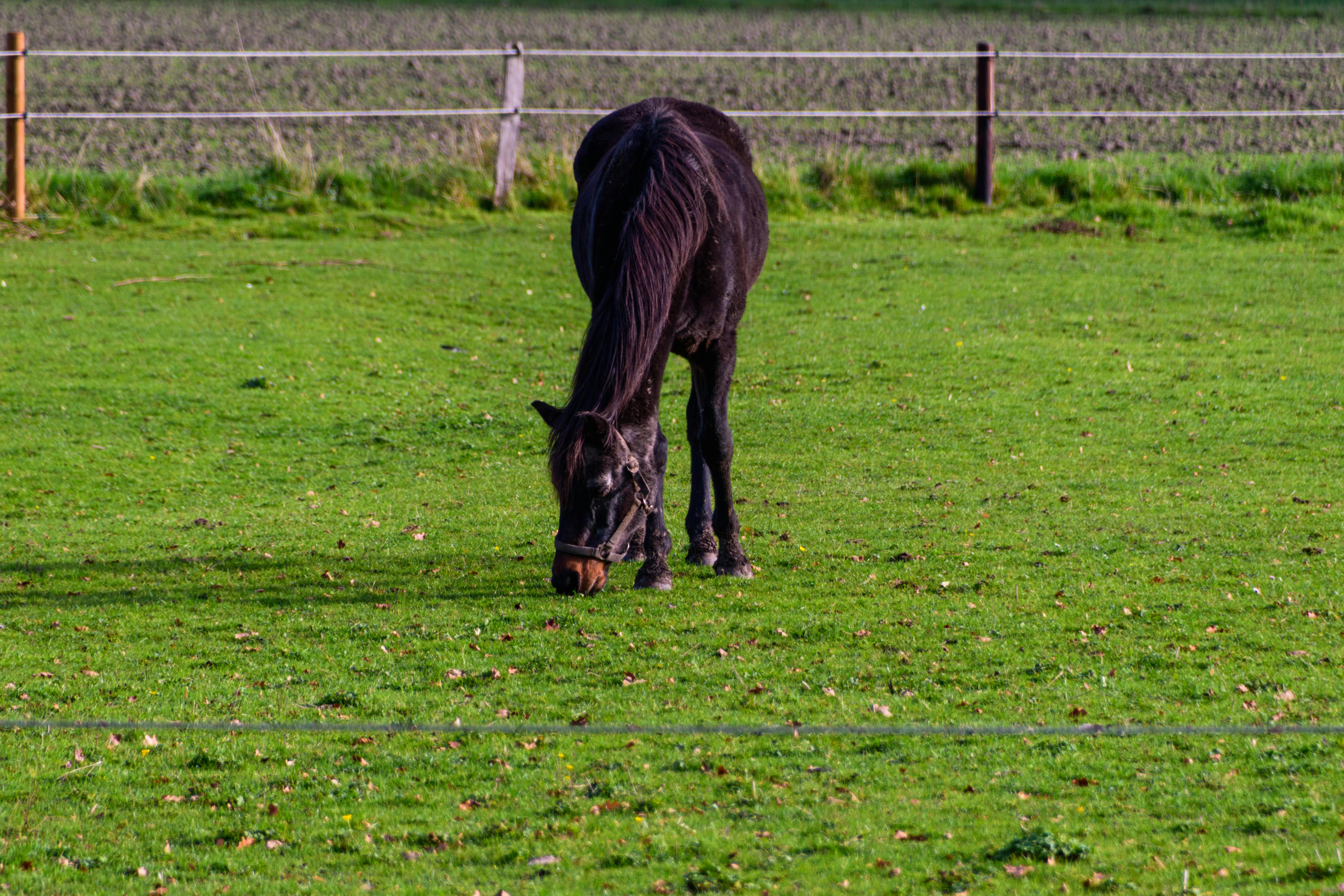 生活：最有人情味的田中馬賽事 台灣米倉熱鬧開跑
