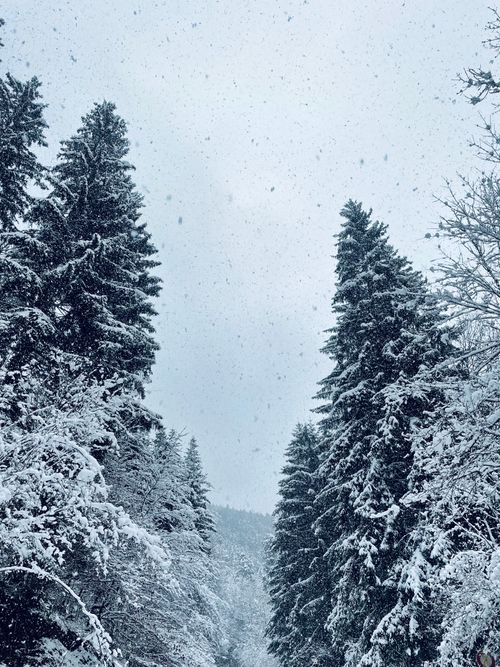 Free Peaceful winter scene of a snow-covered pine forest with falling snowflakes. Stock Photo