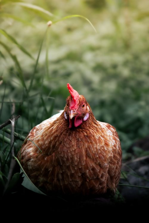 Free Brown hen resting in lush grass with blurred background, showcasing natural beauty. Stock Photo