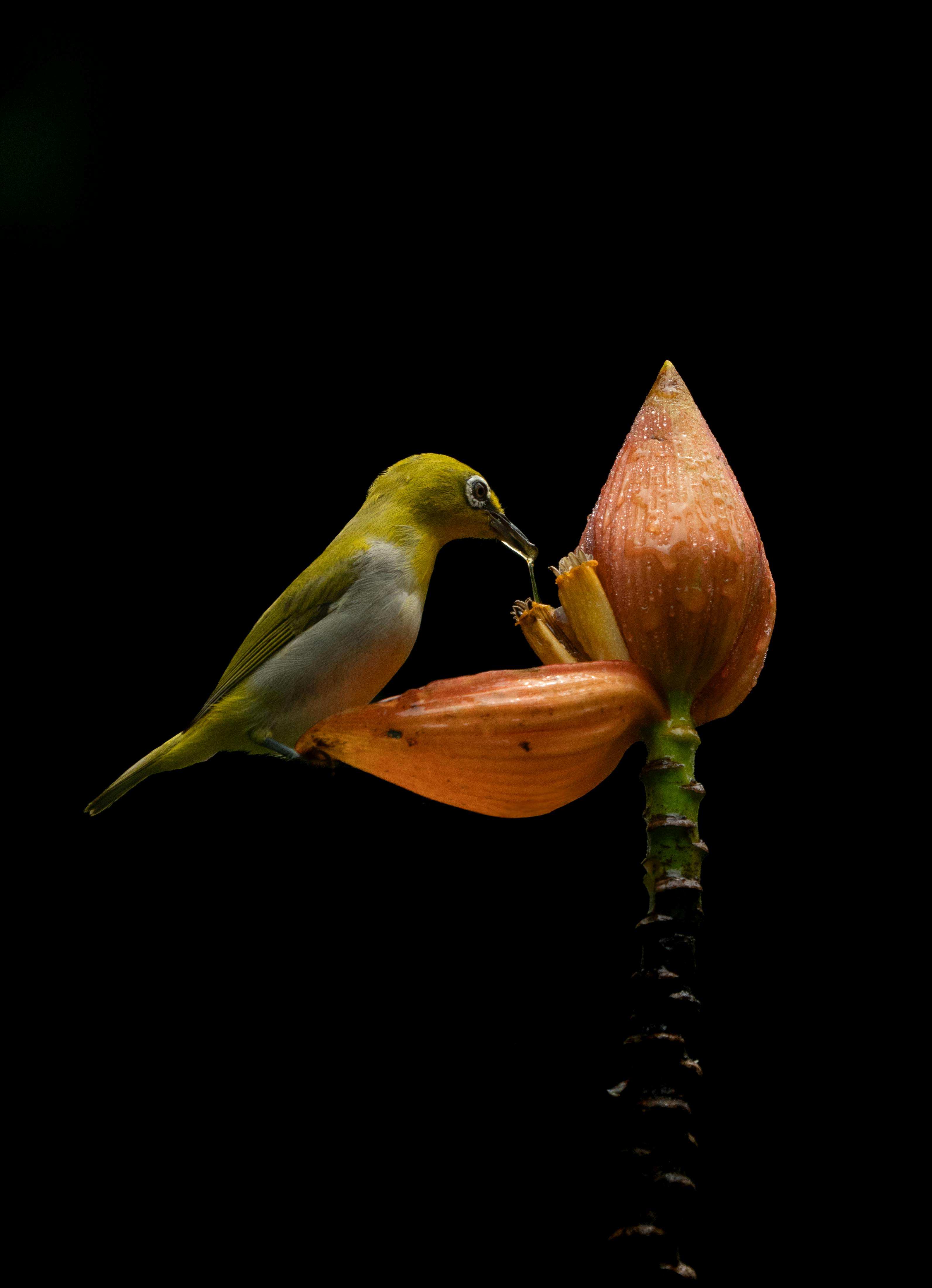 An Oriental White-eye perched on a vibrant orange flower against a black background, creating a dramatic nature scene.
