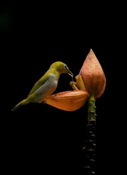 White eye eating honey 