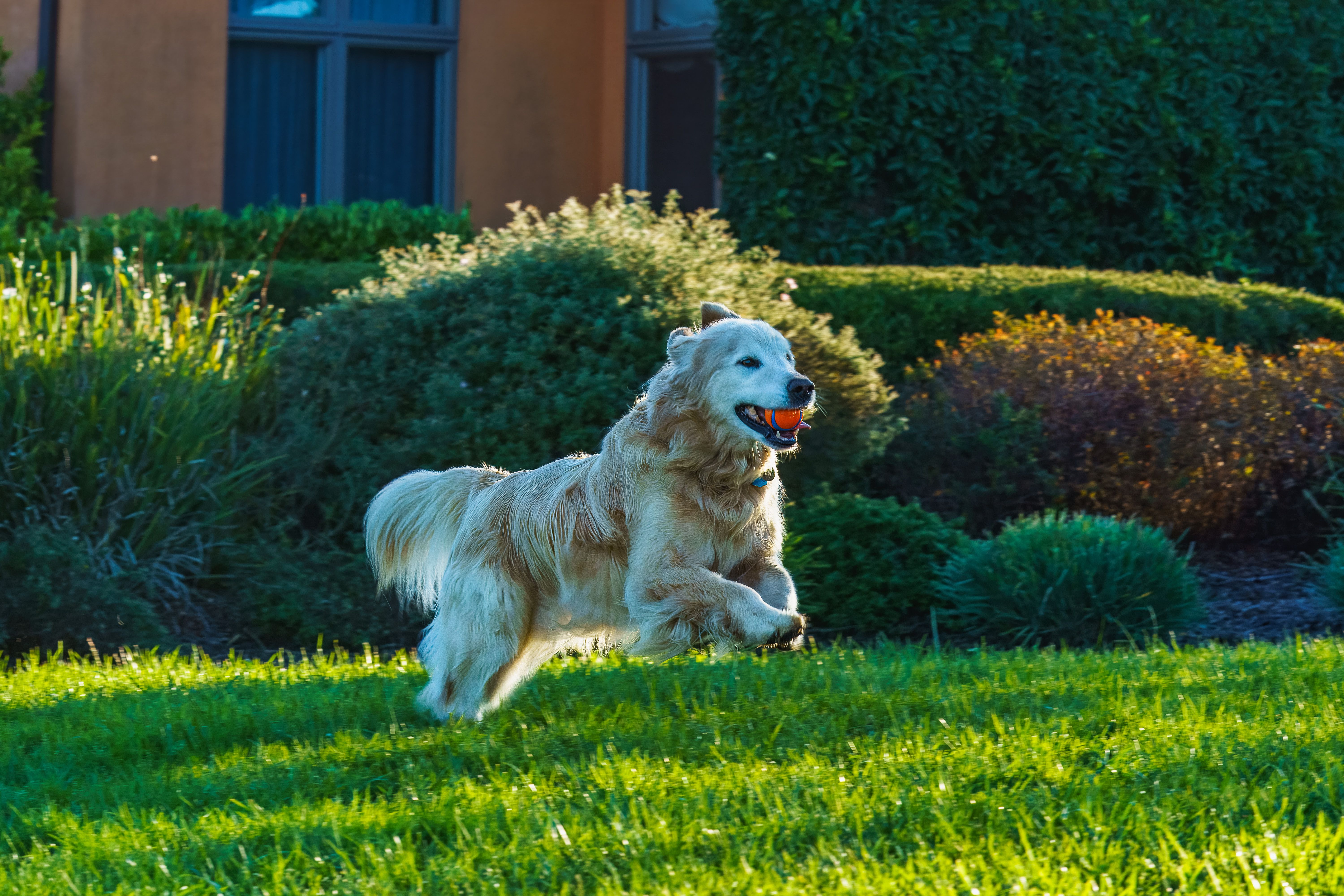 Golden Retriever Playing in Sunny Backyard · Free Stock Photo