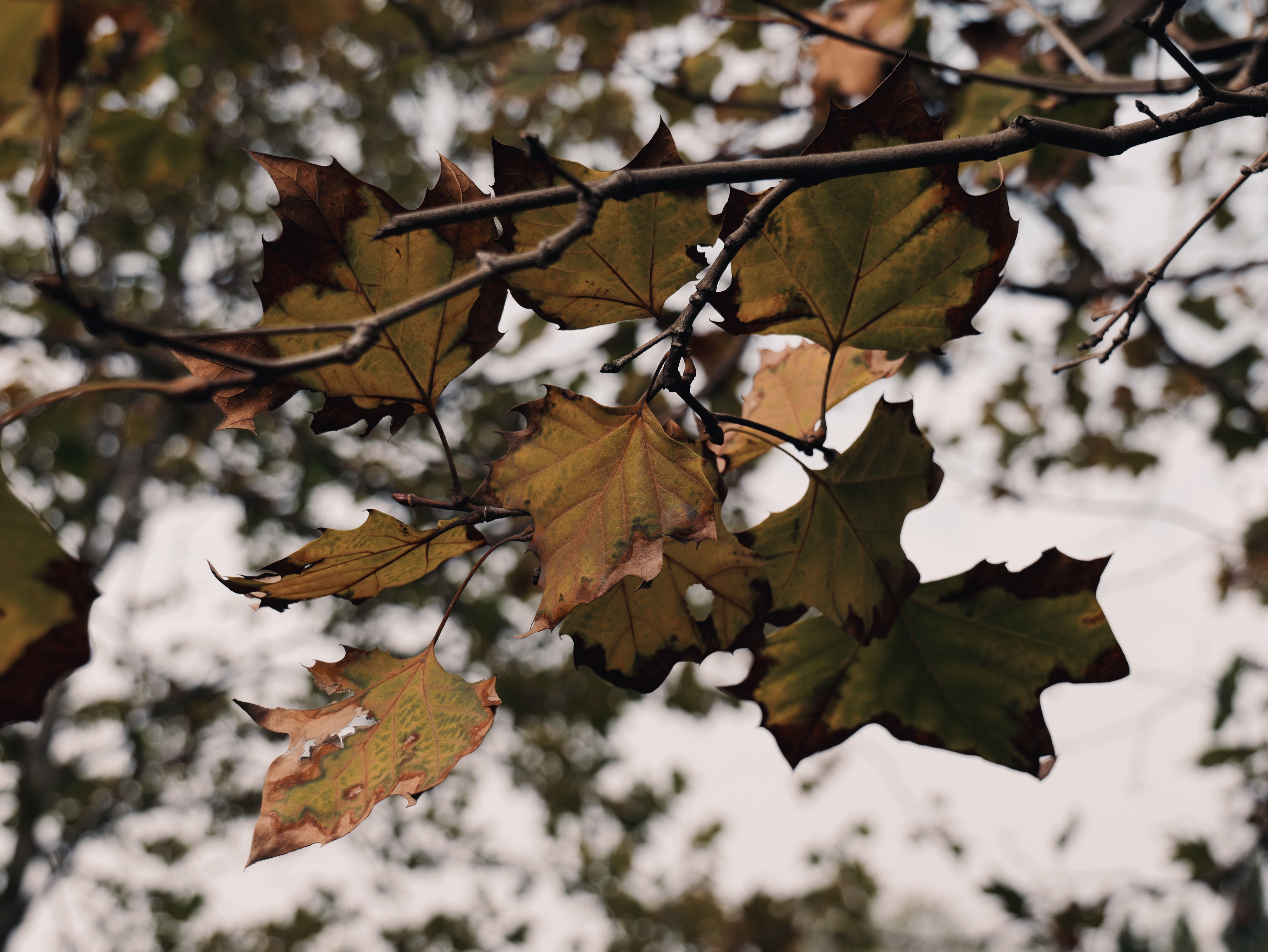 Foto: Zhiqiang LI / Pexels